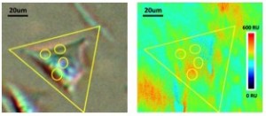 Fig 3 CPD single kinetics